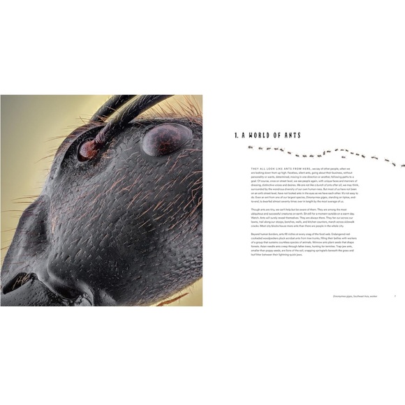 ANTS ~ Workers of the World ~ Hardcover Coffee Table Book ~ Illustrated - Picture 3 of 10